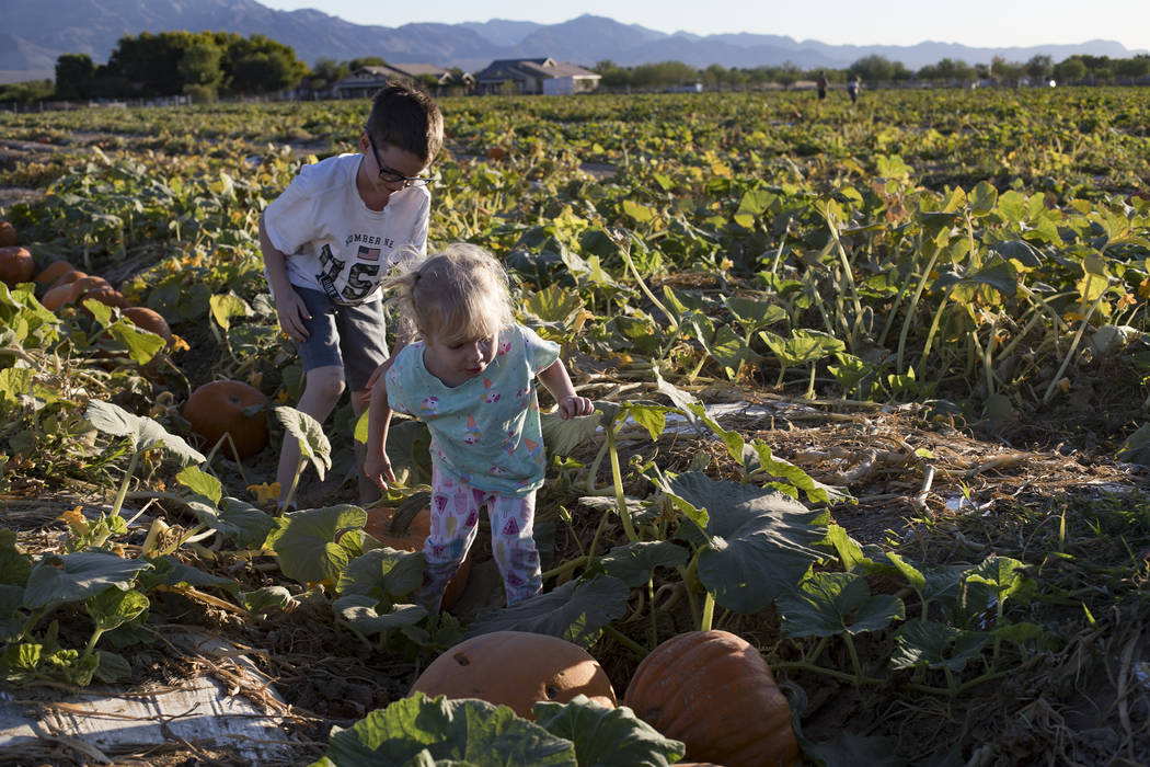 Elijah W., 9, looks for pumpkins with his sister Emma-lee W., 5, at Gilcrease Orchard in Las Ve ...