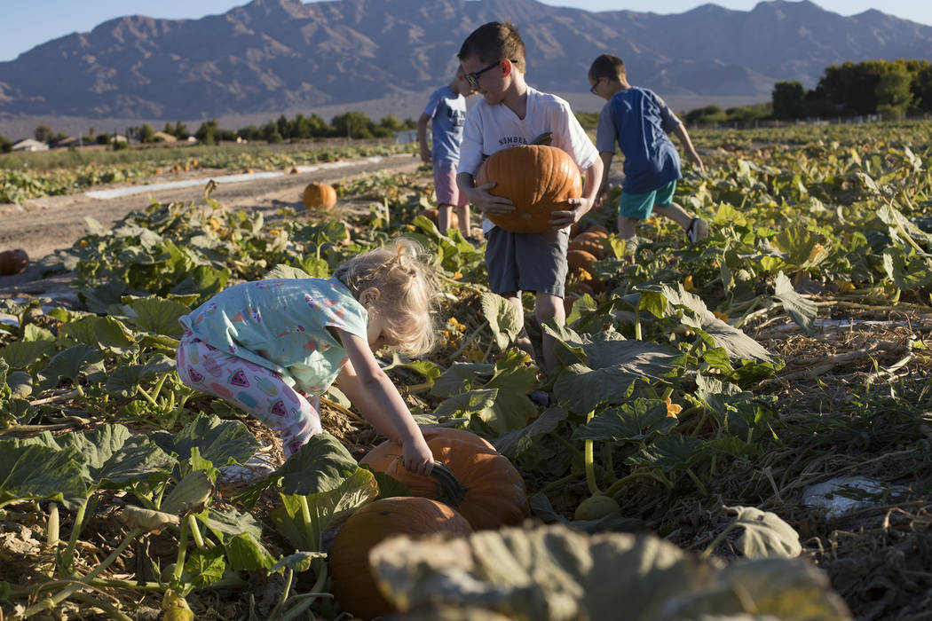 Emma-lee W., 5, picks up a pumpkin with her family at Gilcrease Orchard in Las Vegas, Tuesday, ...