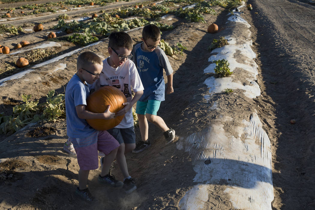 Dennis W., 7, from left, and Elijah W., 9, carry a pumpkin next to their brother Dominic W., 9, ...