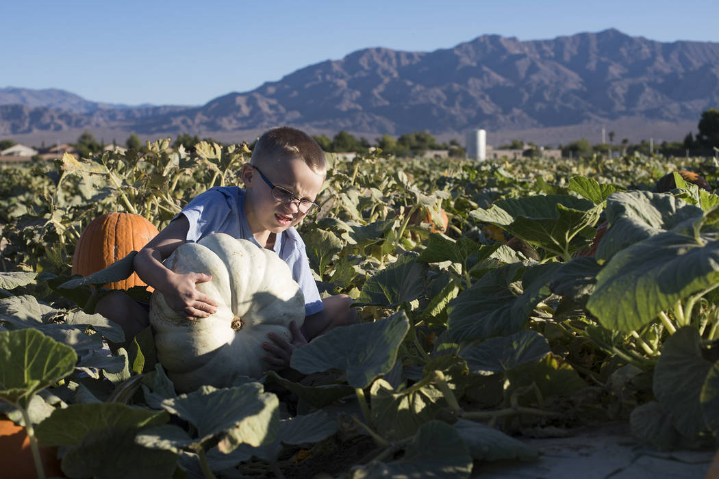 Dennis W., 7, picks up a pumpkin at Gilcrease Orchard in Las Vegas, Tuesday, Oct. 8, 2019. (Rac ...