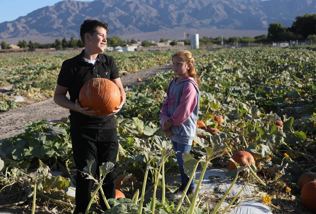Luke Swasey, 11, picks pumpkins with his sister Ella Swasey, 9, at Gilcrease Orchard in Las Veg ...