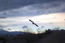 Wetlands Loop, a 14-mile bike path that runs along both banks of the Las Vegas Wash, offers mou ...