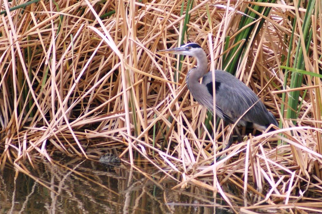 A Great Blue Heron is seen hunting and taking off into the sunset this year at a point on the p ...