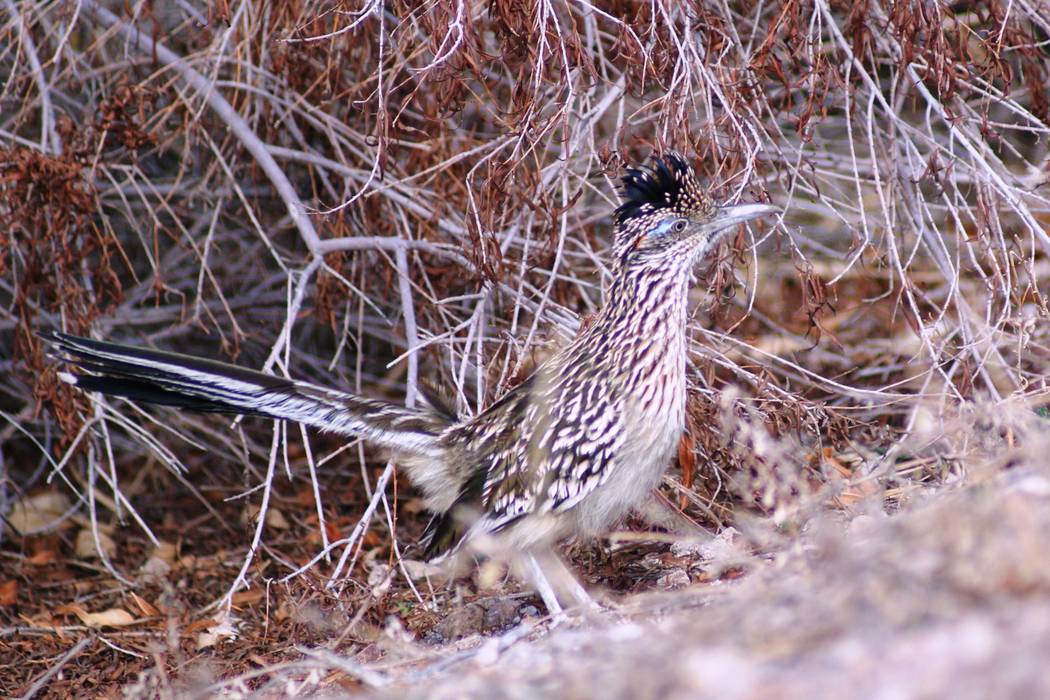 A roadrunner is seen near the Las Vegas Wash. (Natalie Burt)