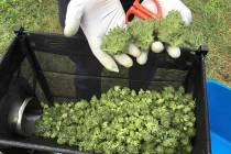 Workers harvest marijuana plants. (AP Photo/Andrew Selsky)