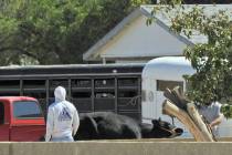 A bull is secured Sunday, Oct. 6, 2019, near Owens Avenue and Betty Lane in Las Vegas. (Mat Lus ...
