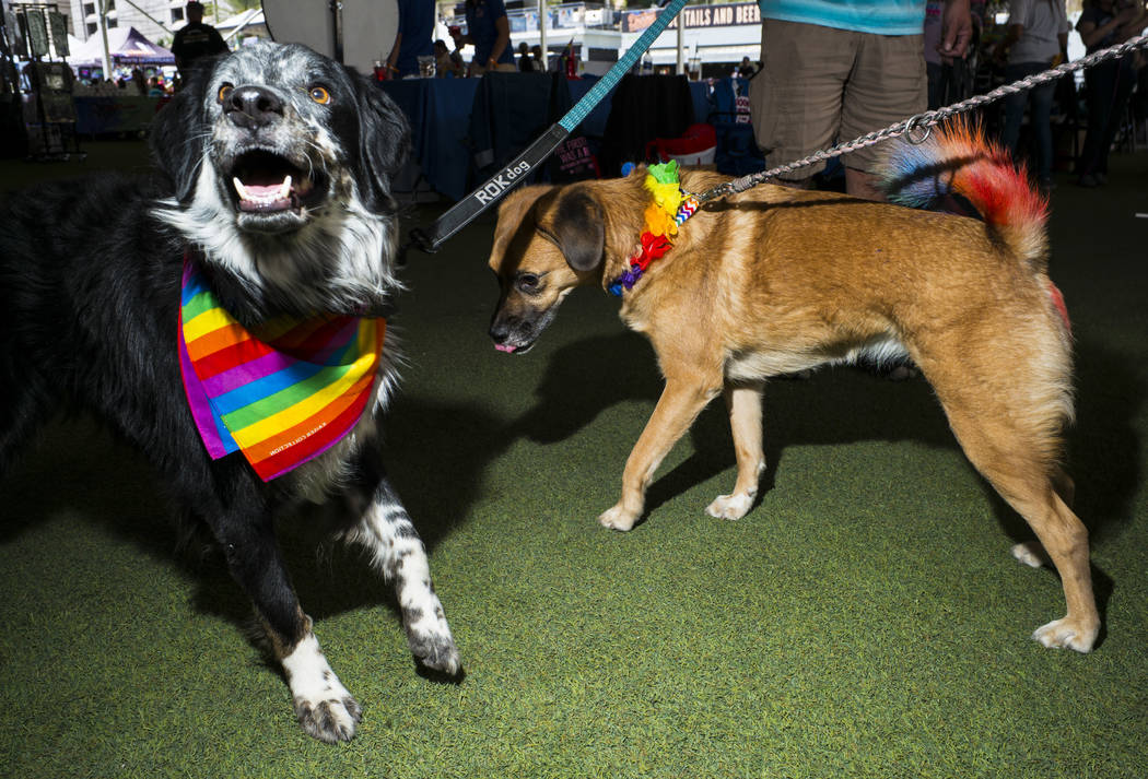 Pepper, left, and Oakleigh play around at the Pride Pets area of the Las Vegas Pride Festival i ...
