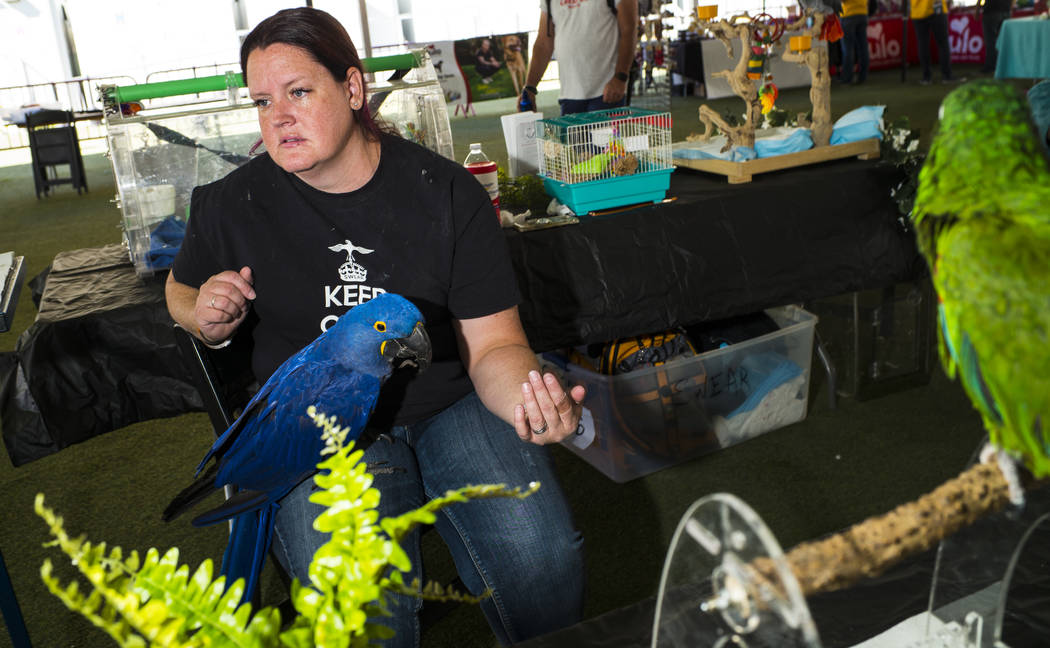 Skye Marsh, of SouthWest Exotic Avian Rescue, talks about fostering parrots and other exotic bi ...