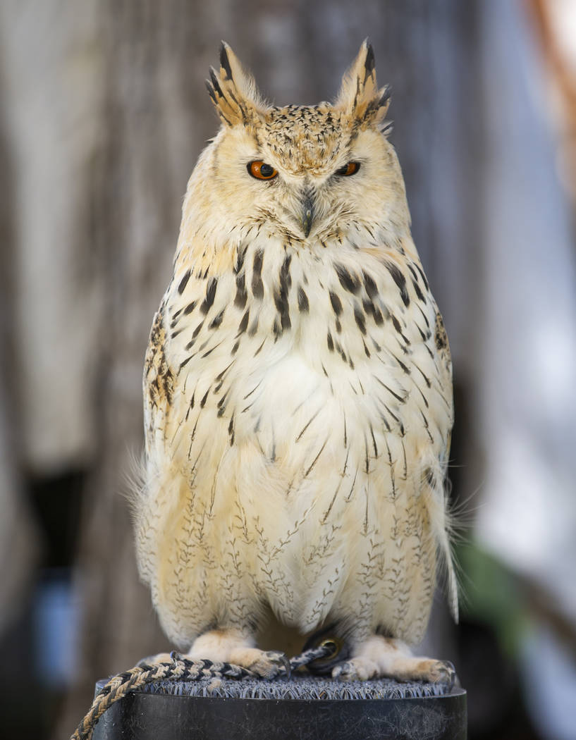 A snowy owl stands on a perch in a bird's of prey exhibit during the Age of Chivalry Renaissanc ...