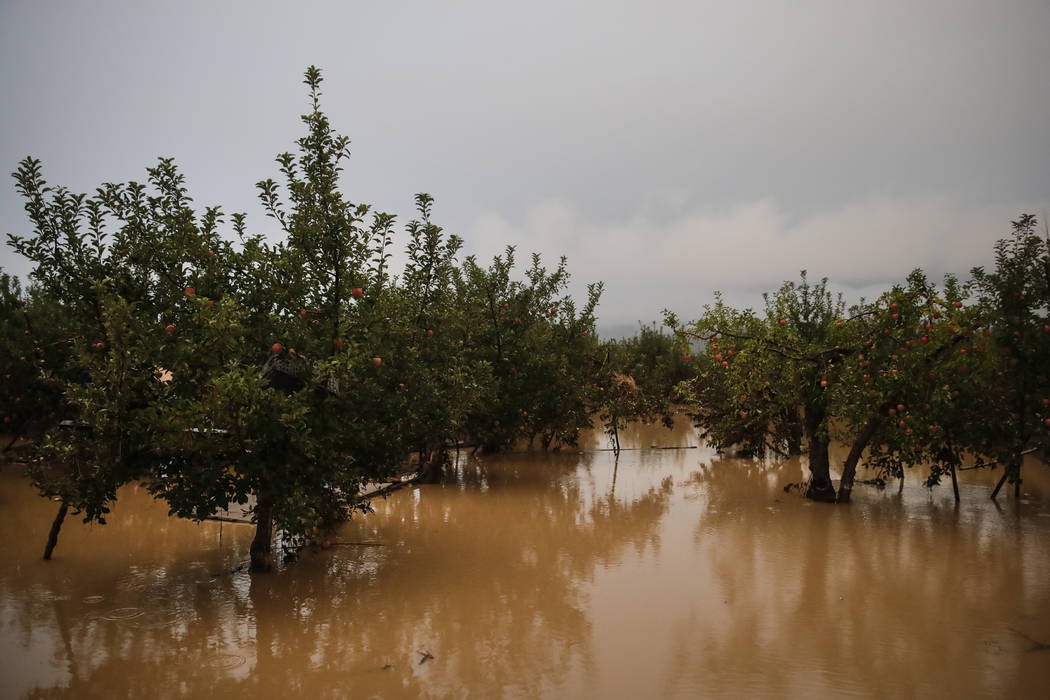 Apple trees stand in floodwaters Monday, Oct. 14, 2019, in Hoyasu, Japan. Rescue crews in Japan ...