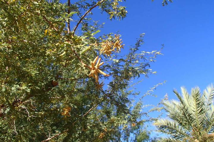 Screwbean mesquite is easily recognized by the unusual pods. (Bob Morris)