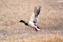 Numbering more than 9.4 million birds, mallards are the largest segment of the overall duck pop ...