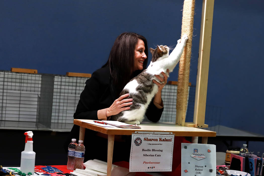 Sharon Kalani judges a brown mackerel tabby during the March Madness Cat Show at the Henderson ...