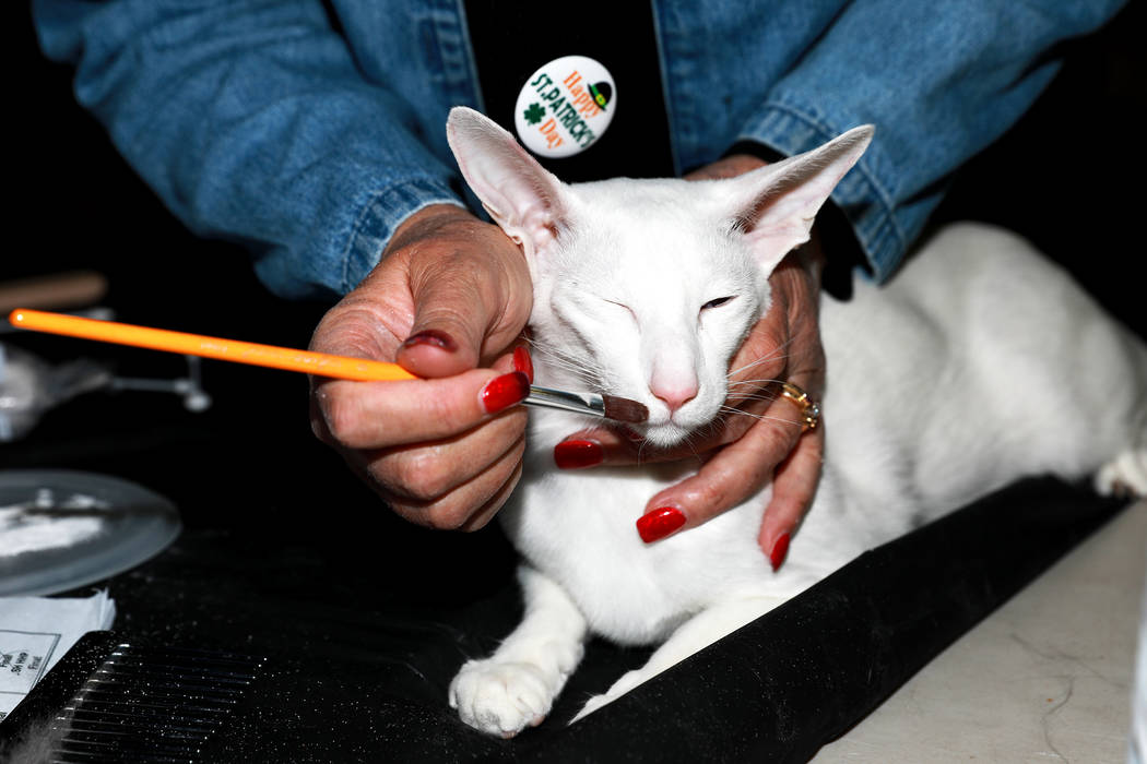 Laura Haswell prepares her oriental shorthair, named Hojpoj Moonshine of Hotstuff, during the M ...
