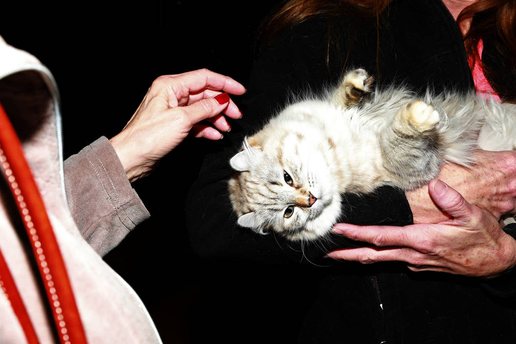 Bobbi Temple carries her highlander cat, named Mackenna, during the March Madness Cat Show at t ...