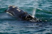 FILE - In this March 28, 2018 file photo, a North Atlantic right whale feeds on the surface of ...