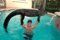 In this Wednesday, Oct. 15, 2019 handout photo shows Paul Bedard raising a 9-foot alligator ove ...