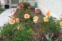 The South Valley Rose Show will be held Nov. 9 at the University of Nevada Cooperative Extensio ...