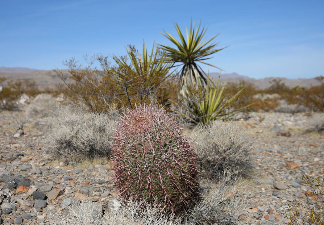 Barrel cactus , front, and Mojave yucca are seen on public land on Thursday, Oct. 24, 2019, in ...
