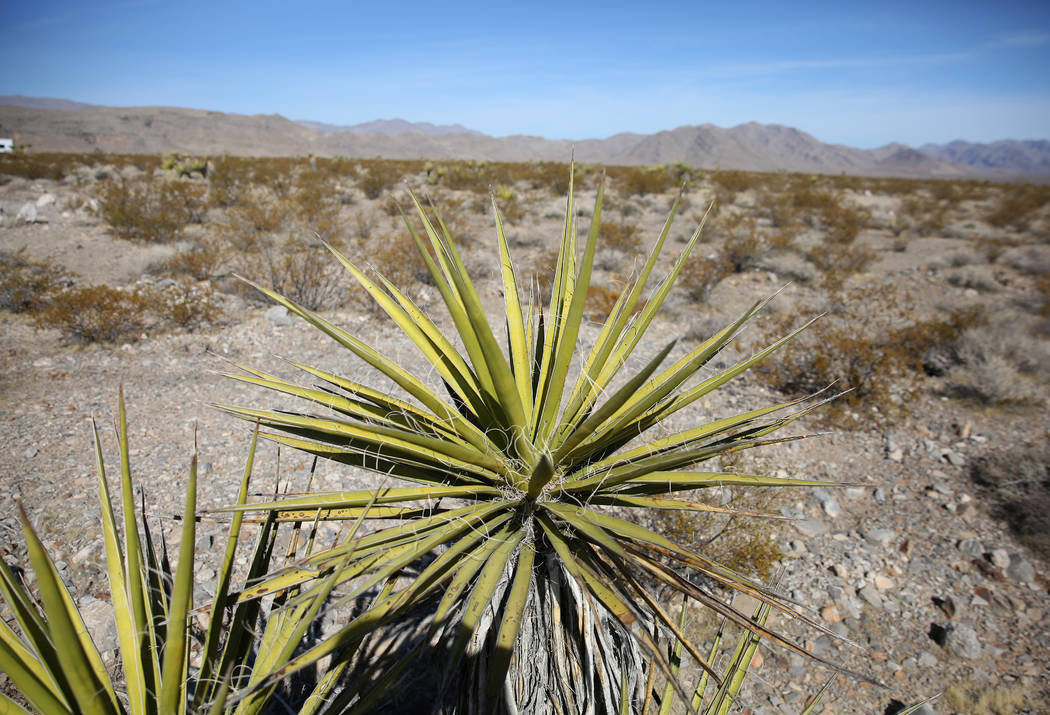 Mojave yucca is seen on public land on Thursday, Oct. 24, 2019, in North Las Vegas. The BLM wil ...