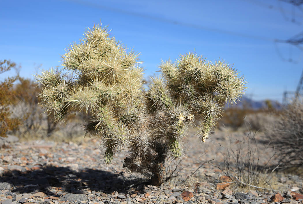 Silver cholla is seen on public land on Thursday, Oct. 24, 2019, in North Las Vegas. The BLM wi ...