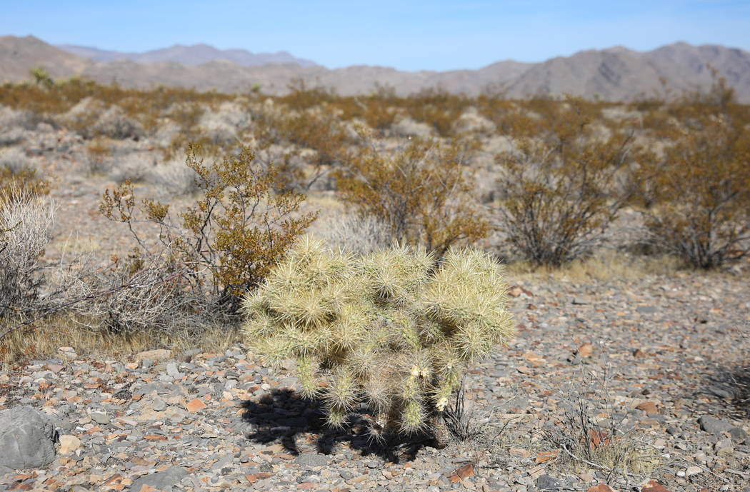Silver cholla is seen on public land on Thursday, Oct. 24, 2019, in North Las Vegas. The BLM wi ...