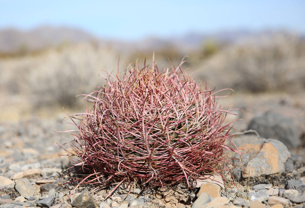 Cottontop cactus is seen on public land on Thursday, Oct. 24, 2019, in North Las Vegas. The BLM ...