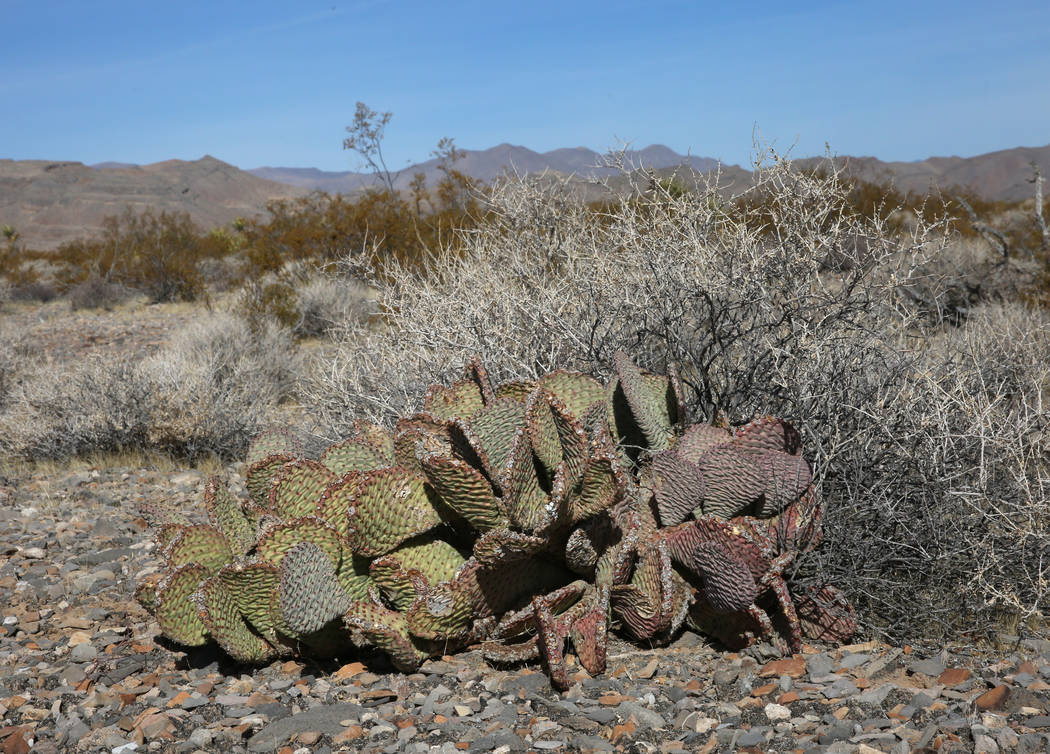 Beavertail cactus is seen on public land on Thursday, Oct. 24, 2019, near North Las Vegas. The ...