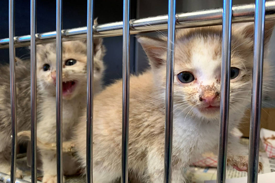 This photo provided by Pennsylvania SPCA shows two kittens that were among the 98 animals rescu ...
