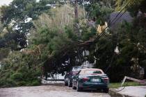 A tree lies on Camp Street by Henry Clay Avenue after a storm system called Tropical Storm Olga ...