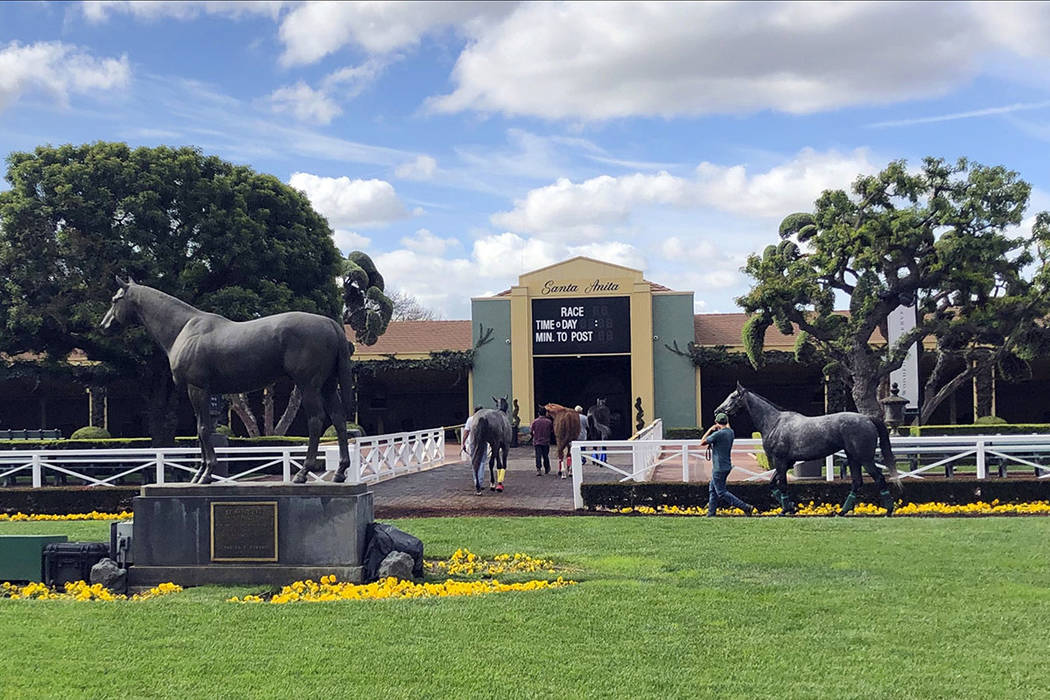 Horses are led to paddocks past the Seabiscuit statue during workouts at Santa Anita Park in Ar ...