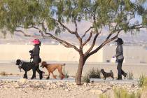 Two women bundled up against cold weather walk their dogs at Vivaldi Park near Henderson Execut ...