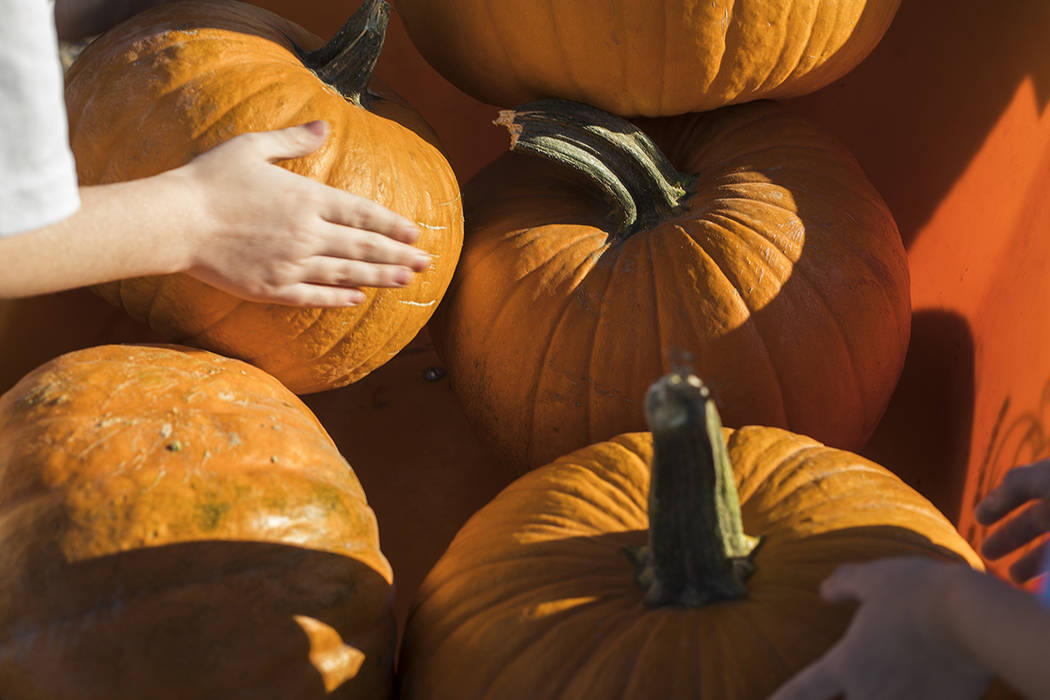 Elijah W., 9, picks up his pumpkin from a wheel barrel while with his family at Gilcrease Orcha ...