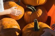 Elijah W., 9, picks up his pumpkin from a wheel barrel while with his family at Gilcrease Orcha ...