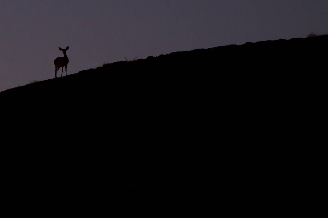 A lone deer grazes on a charred ridge in the aftermath of the Kincade Fire near Healdsburg, Cal ...