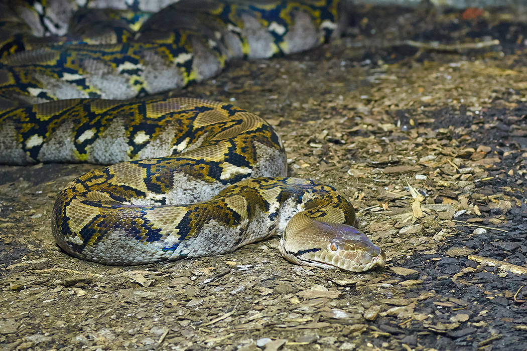 Portrait of an adult reticulated python close up. (Getty Images)