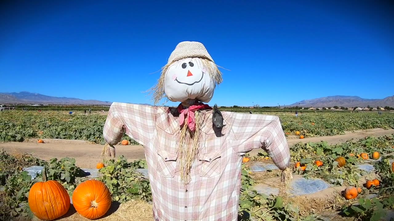 Pumpkin patch is open at Gilcrease Orchard in Las Vegas Food
