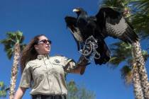 Civon Gewelber, owner of Airborne Wildlife Control Service and master falconer, holds a Verreau ...