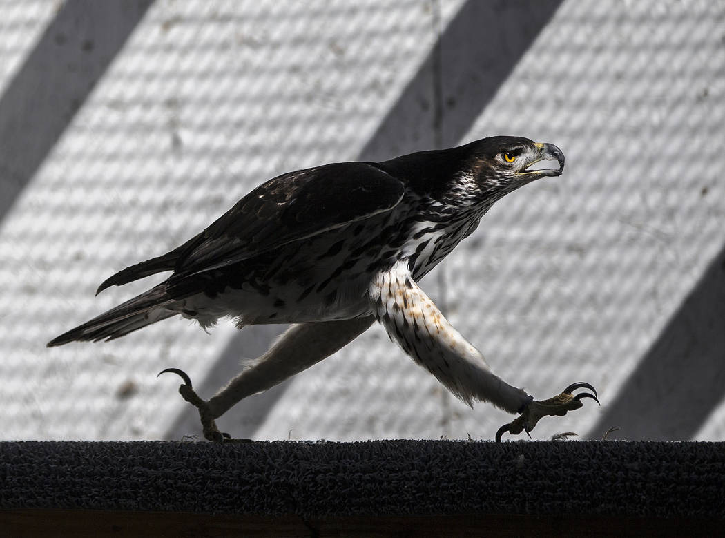 Birds of prey being used for pest control around valley
