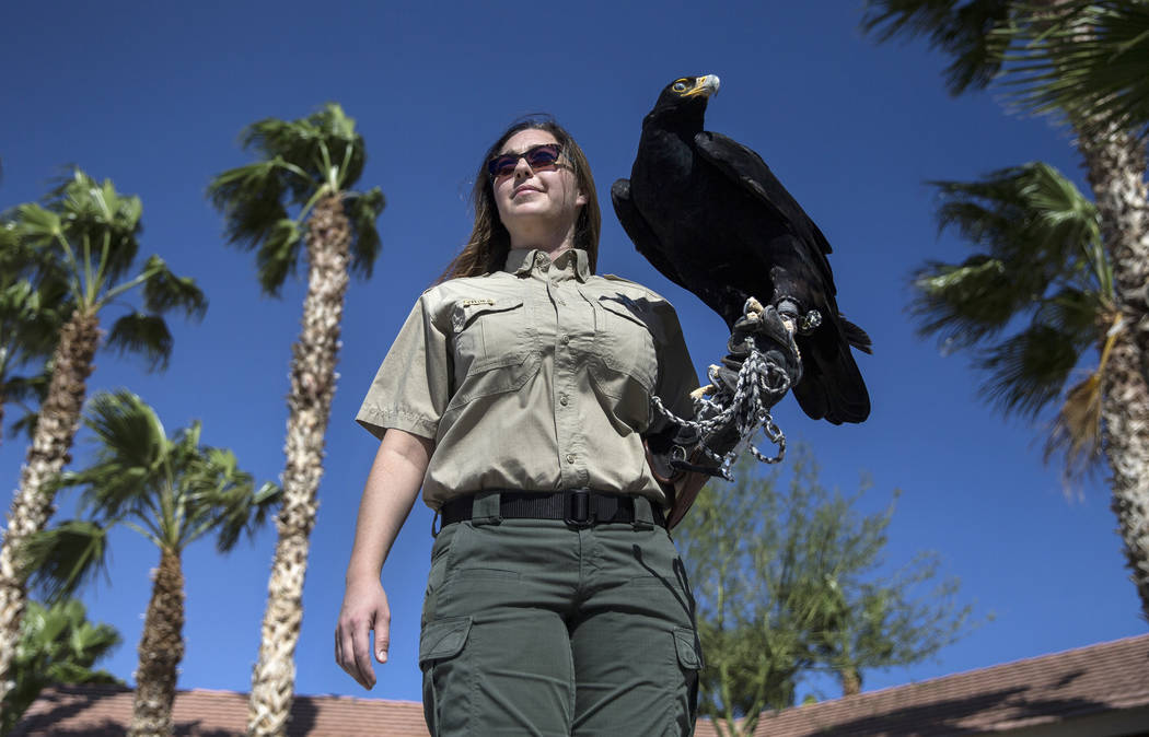 Civon Gewelber, owner of Airborne Wildlife Control Service and master falconer, holds a Verreau ...