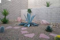 Both watering improperly and grubs feeding on the roots may cause the leaves of a Weber's agave ...