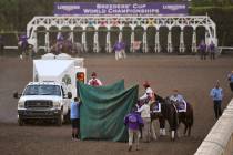 Track workers treat Mongolian Groom after the Breeders' Cup Classic horse race at Santa Anita P ...