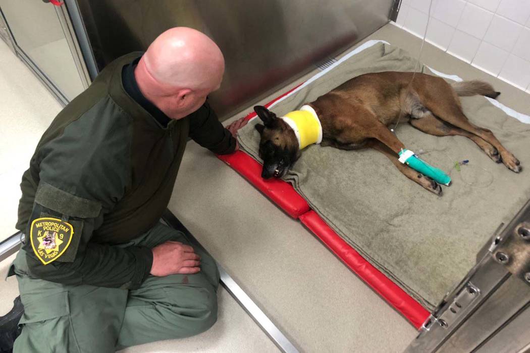 Las Vegas police dog Hunter is comforted by his handler, Jeff Corbett, after the dog was rushed ...