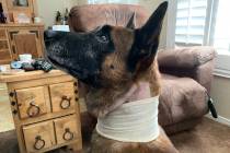 Las Vegas police dog Hunter is shown recovering from his injuries at his home on Monday, Oct. 2 ...