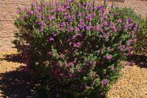 The best planting time for woody plants such as Texas rangers is from late September until mid- ...