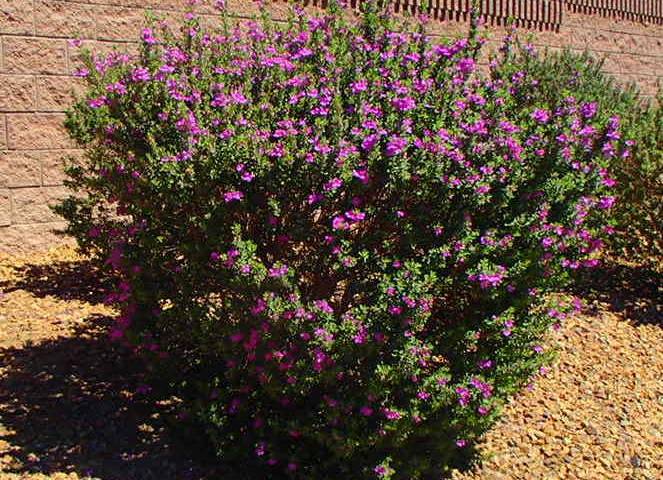 The best planting time for woody plants such as Texas rangers is from late September until mid- ...