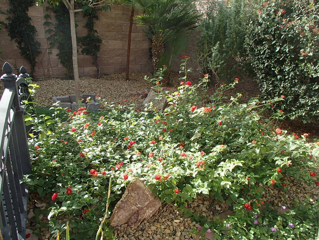 Lantana plants have long since been admired for their extended bloom time. (Bob Morris)