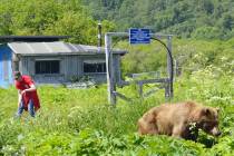 A brown bear and a man are separated by a simple electric fence near Kurile Lake on the souther ...