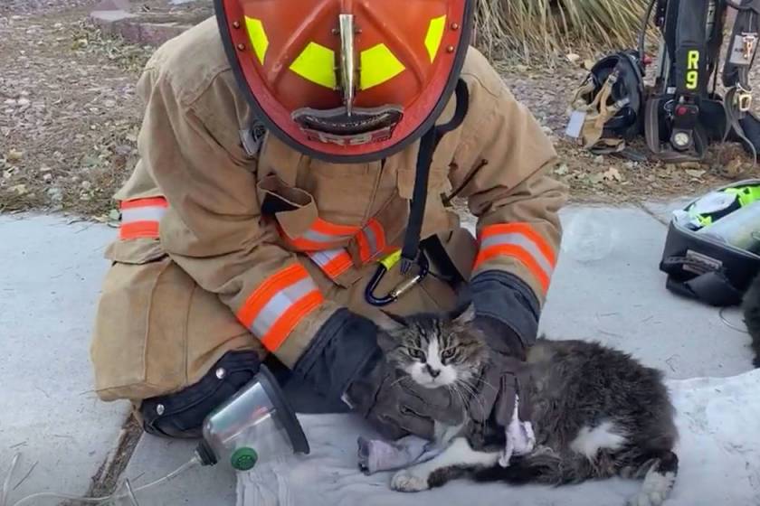 Firefighters rescue cats from fastmoving Las Vegas house fire — VIDEO