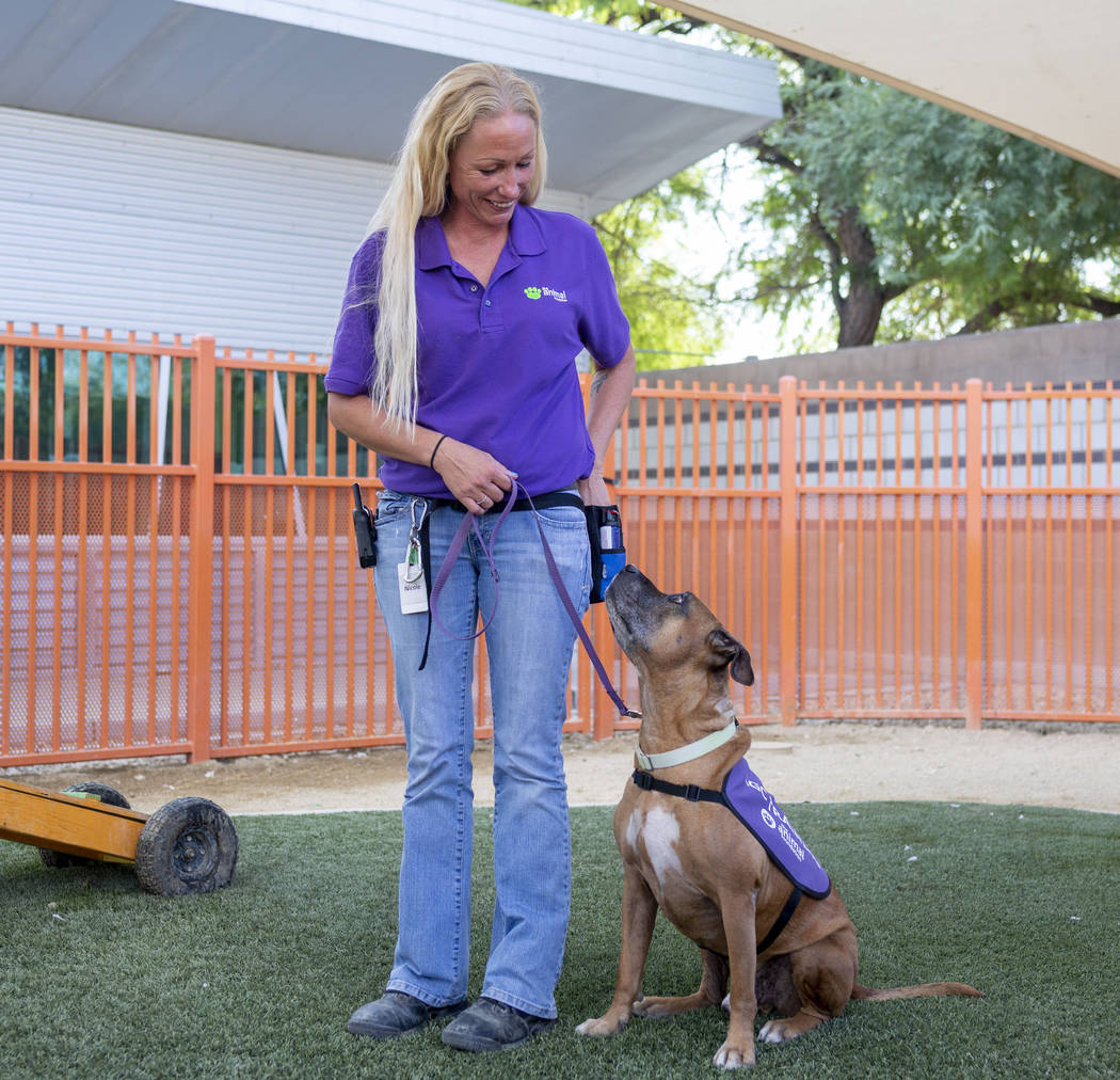 Nicole Fox, an enrichment specialist for the Animal Foundation, trains Louie, an eight-year-old ...